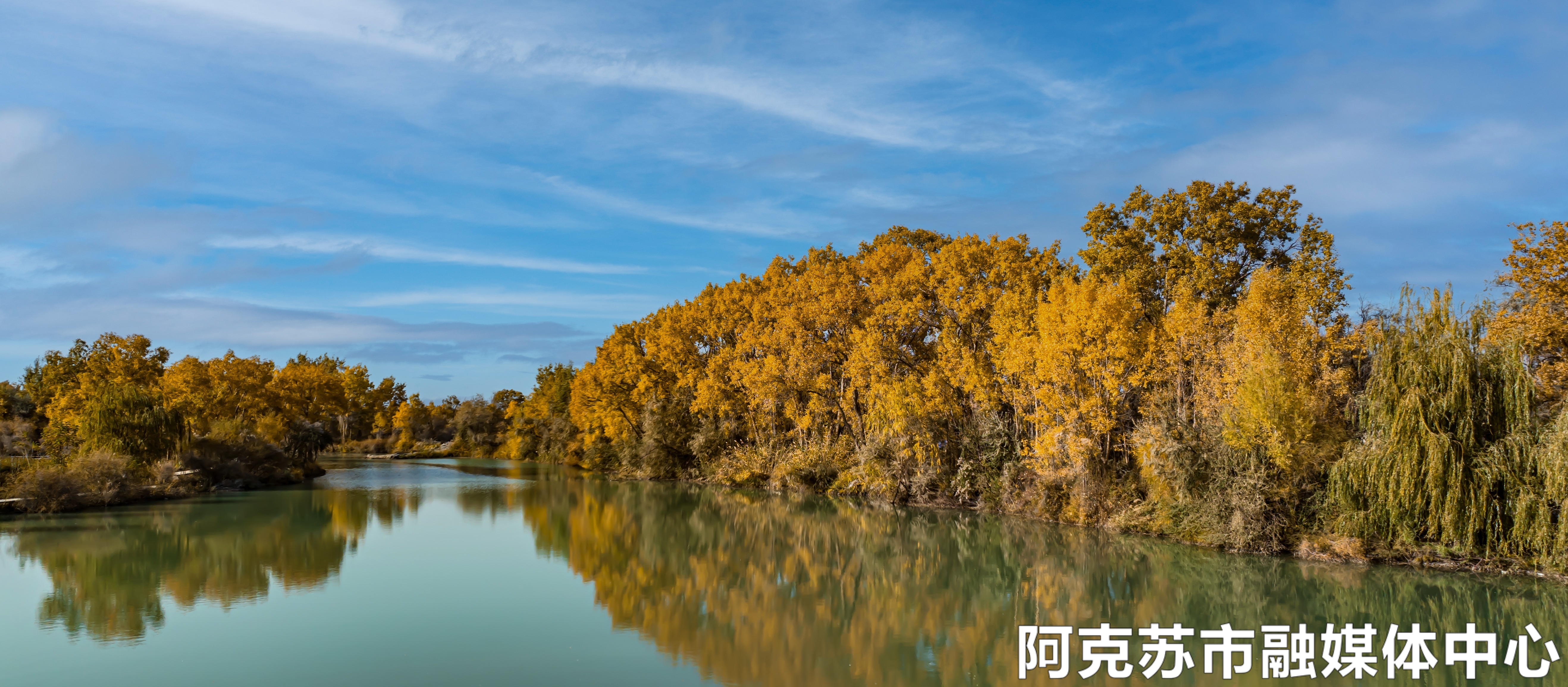 西湖胡杨岛乐园胡杨林-梁钟副5.jpg